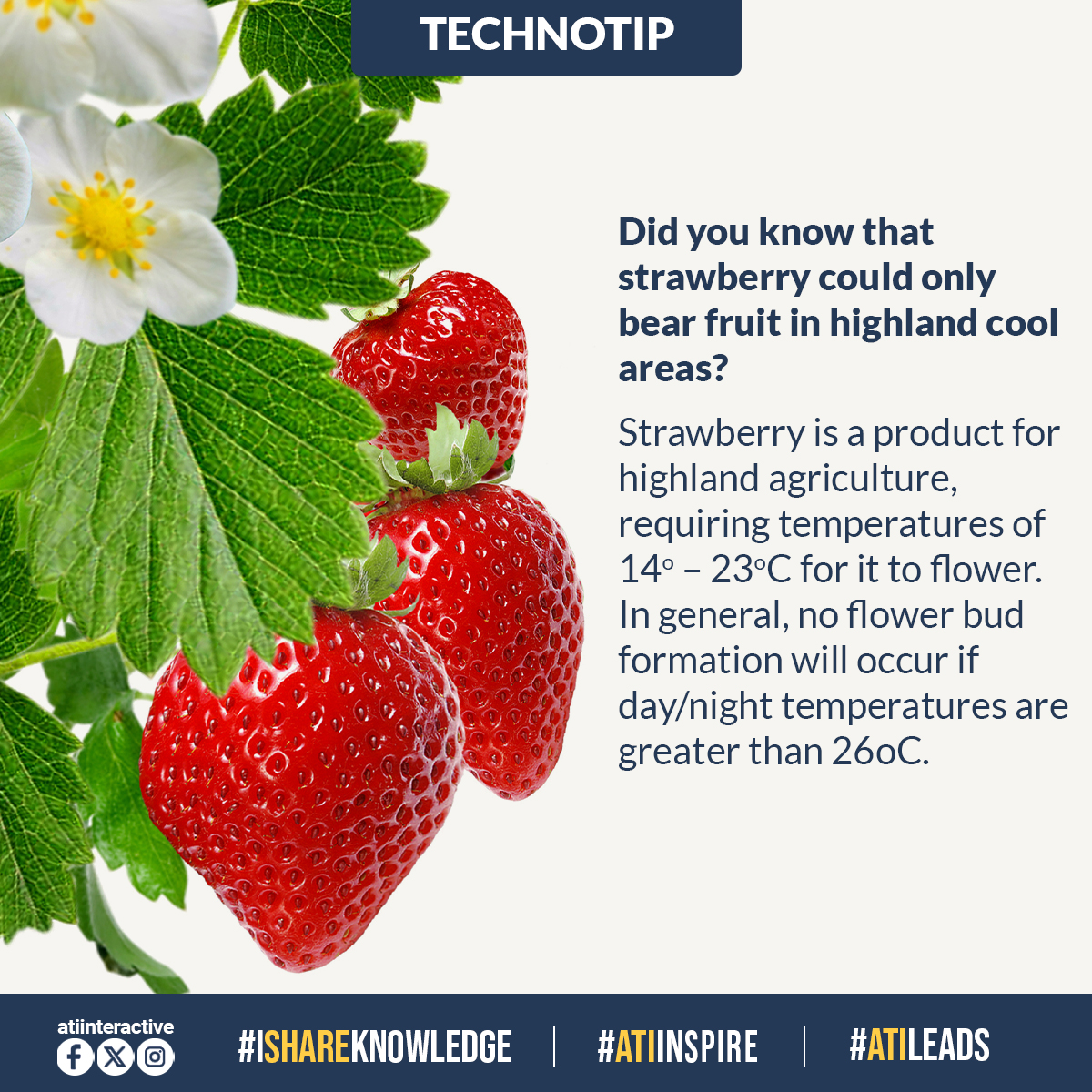 May be an image of strawberry and text that says 'TECHNOTIP Did you know that strawberry could only bear fruit in highland cool areas? Strawberry is product for highland agriculture, requiring temperatures of 14°- 23°C for it to flower. In general, no flower bud formation will occur if day/night temperatures are greater than 26oC. atiinteractive fxoam #ISHAREKNOWLEDGE #ATIINSPIRE #ATILEADS'